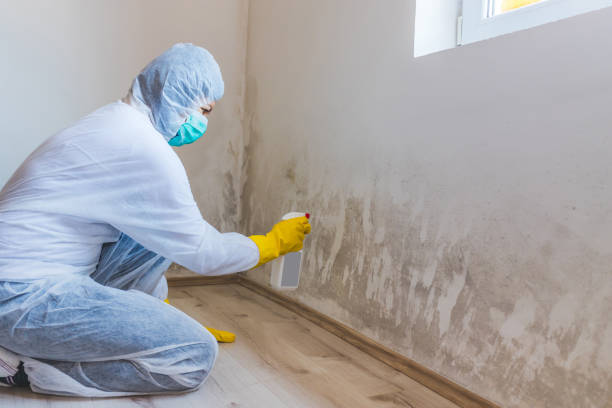 Licensed Mold Remediation service in Chapel Hill, NC - 24 Hour Mold Removal