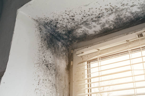 Affordable Mold Remediation solutions in Chapel Hill, NC